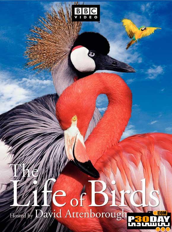 دانلود مستند زندگی پرندگان ( بصورت کامل ) The Life of Birds 1998