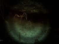 Narcosis 1