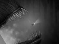 دانلود بازی Silt برای کامپیوتر
