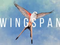 دانلود بازی Wingspan v1.8.1170 کامپیوتر