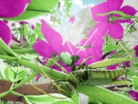 دانلود بازی Nature And Life Drunk On Nectar برای کامپیوتر + آپدیت v1.0.4.5.1