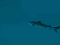 دانلود بازی Ultimate Fishing Simulator 2 کامپیوتر + آپدیت