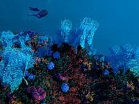 دانلود بازی Ecosystem برای کامپیوتر