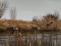 دانلود بازی BULT Hunting simulator برای کامپیوتر