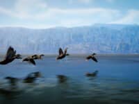 دانلود بازی Hunting Simulator 3 برای کامپیوتر